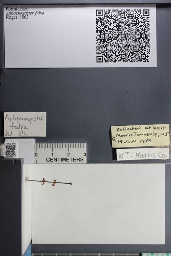 Media type: image;   Entomology 585617